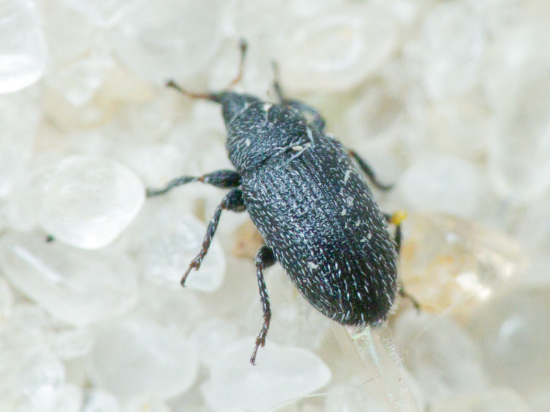 Curculionidae Latreille, 1802